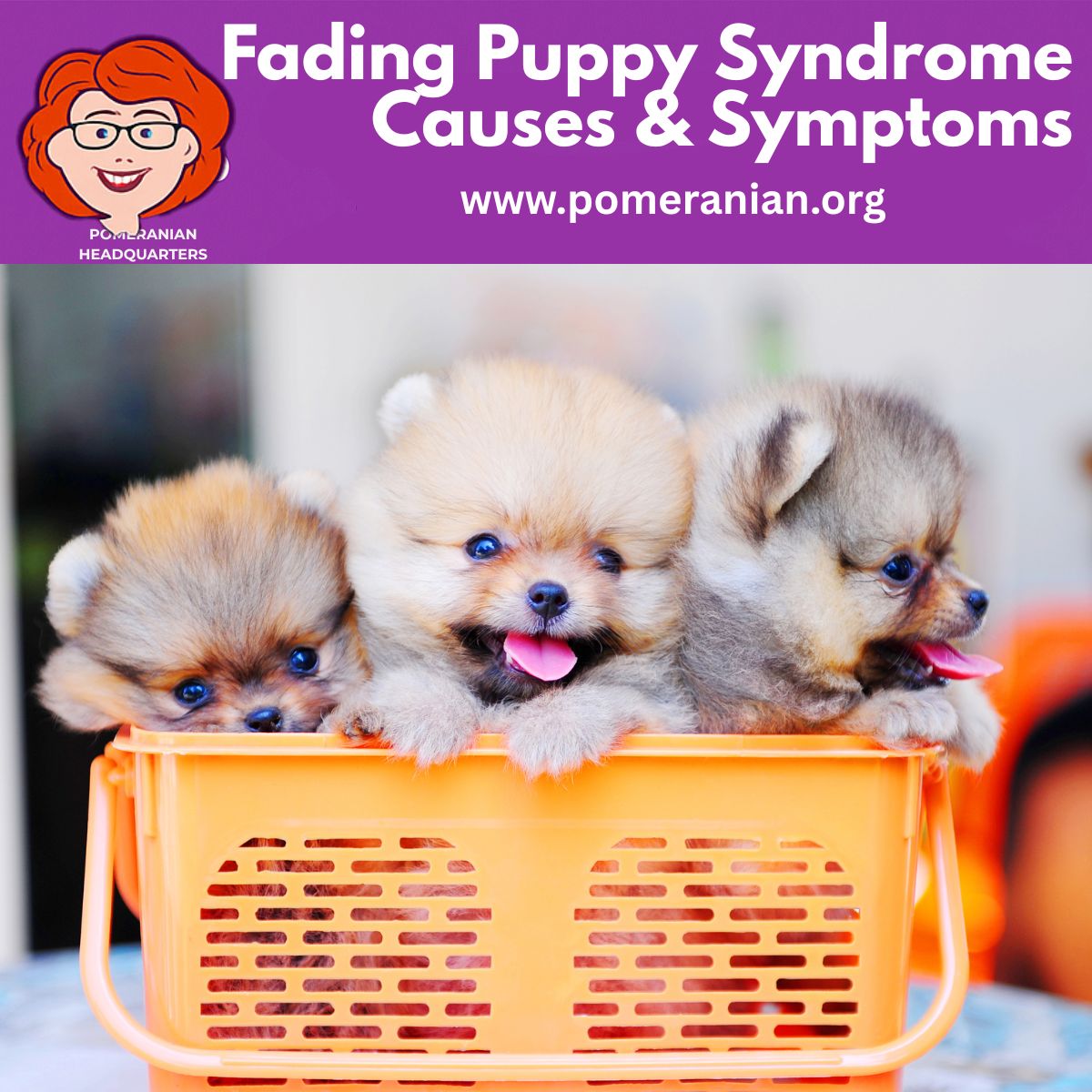 Fading Puppy Syndrome