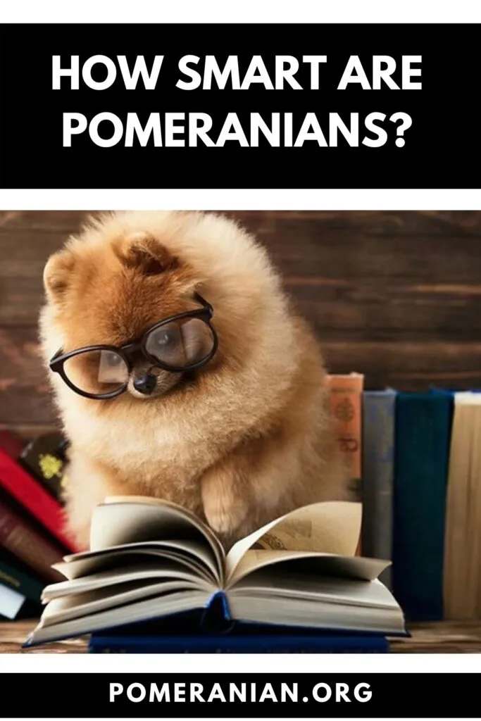 are pomeranians smart dogs