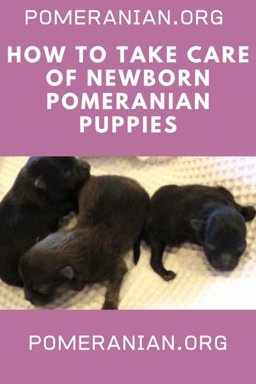 How to Take Care of Newborn Pomeranian Puppies