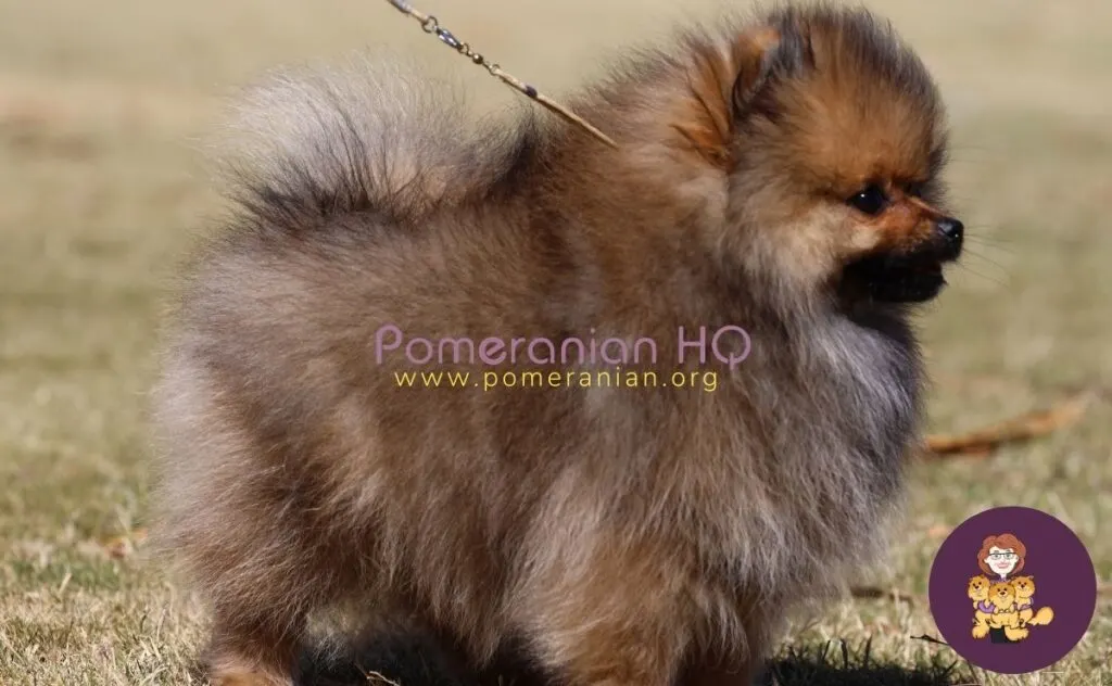 what is the intelligence level of a pomeranian