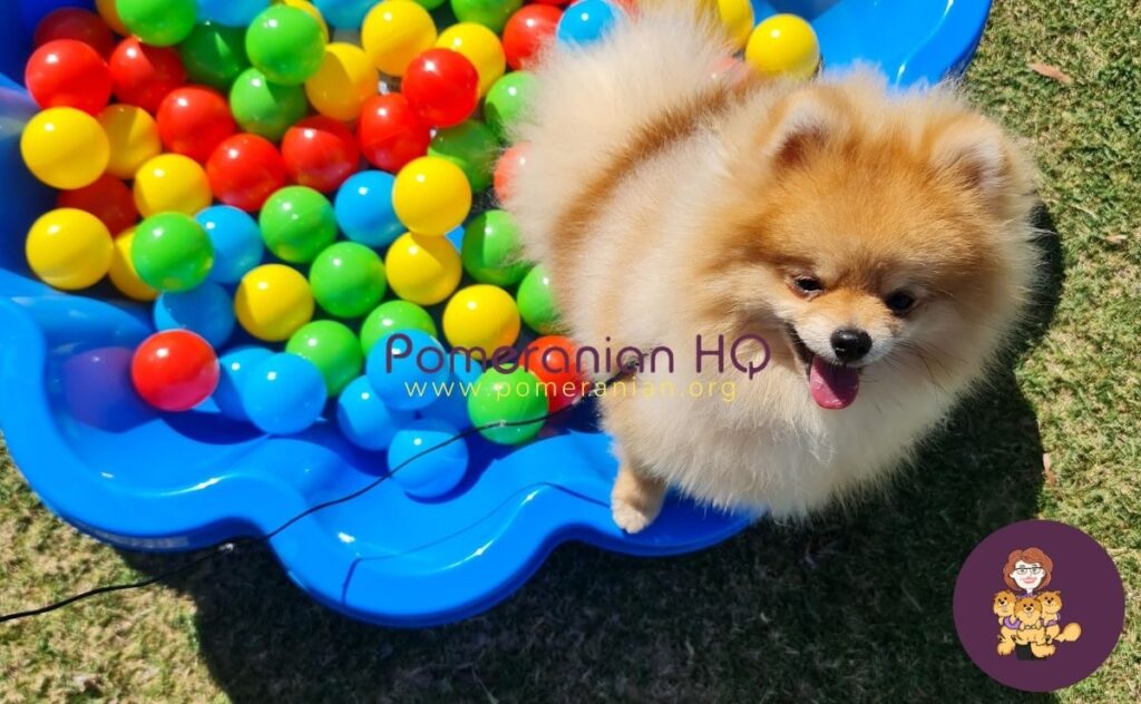 Pomeranian Puppy at Obedience