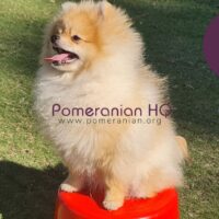 Pomeranian Puppy at Obedience