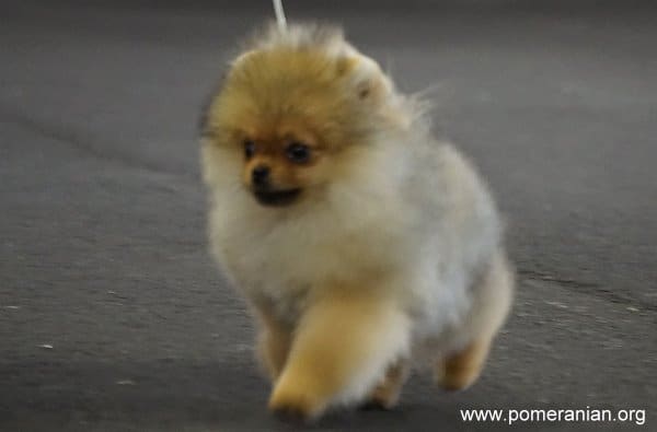 pomeranian smart ranking