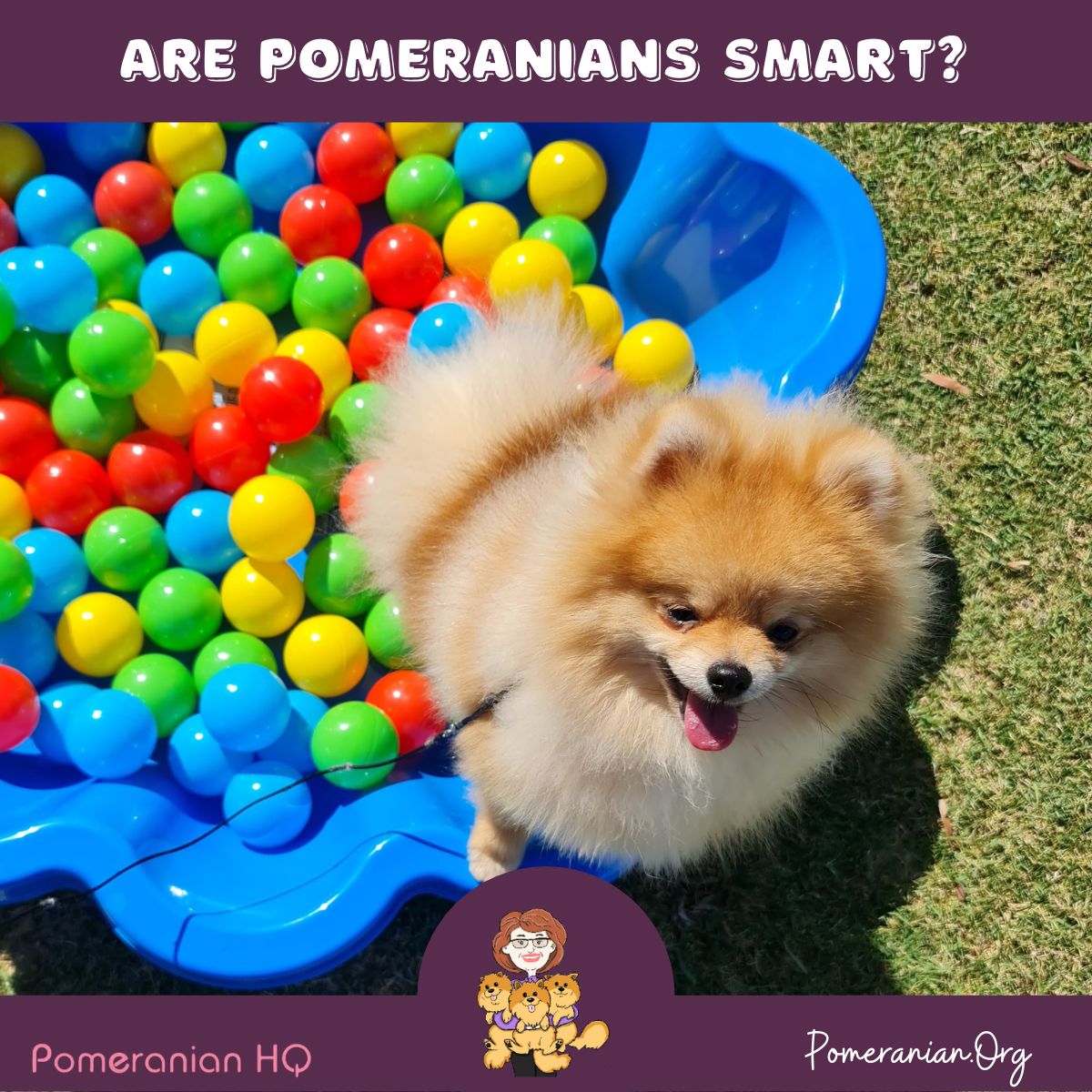 Are Pomeranians Smart? Pomeranian Intelligence Explained