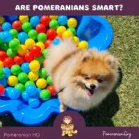 Are Pomeranians Smart?