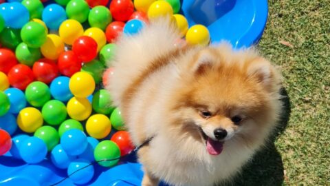 Are Pomeranians Smart Dogs? Pomeranian Intelligence Explained