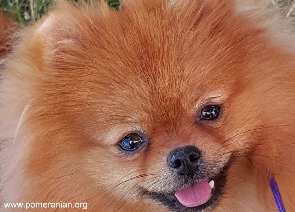 pomeranian wet