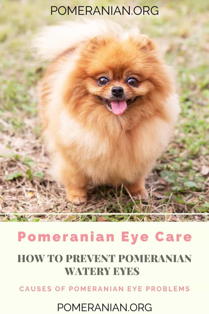 How to prevent Pomeranian watery eyes