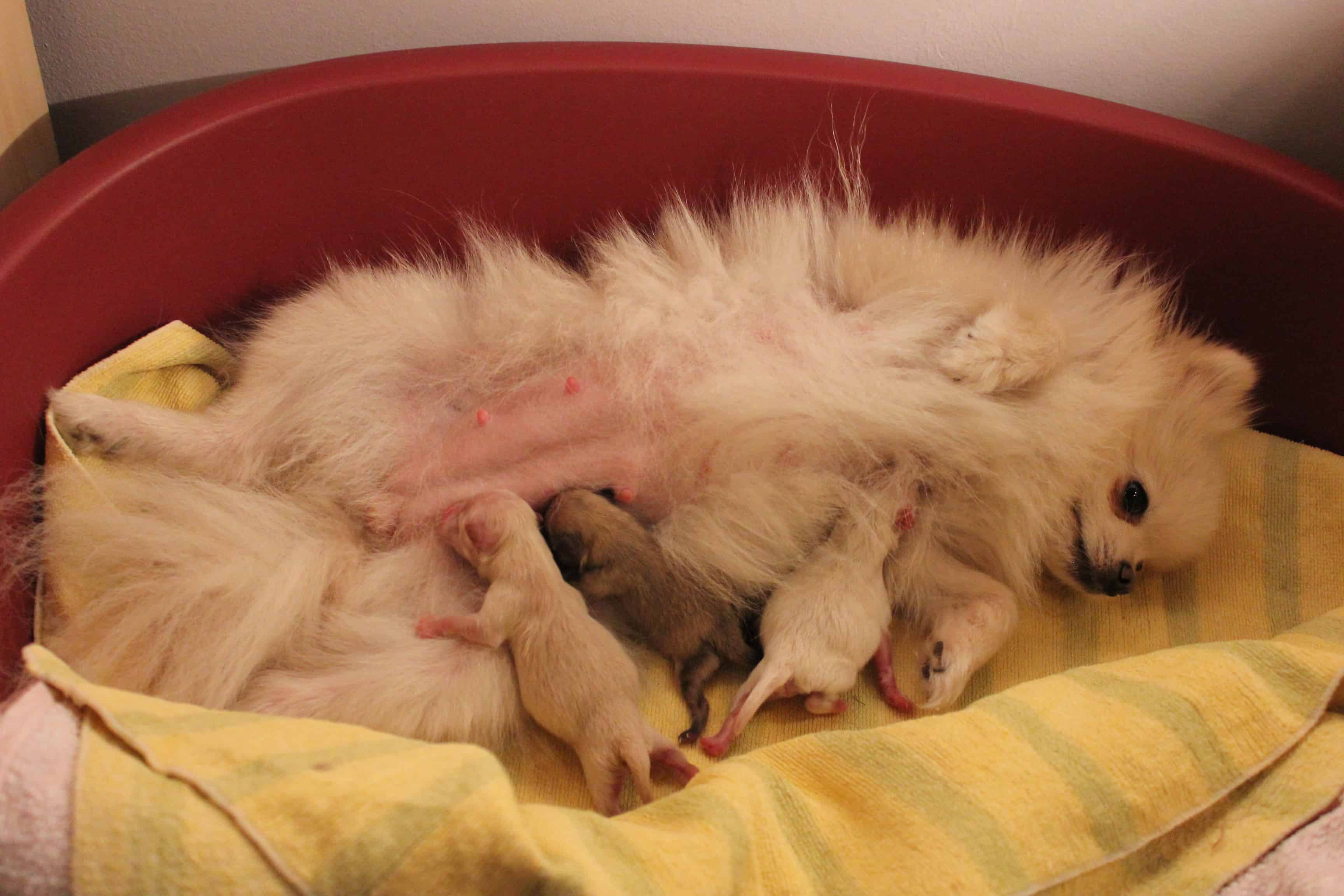 pomeranian with pups
