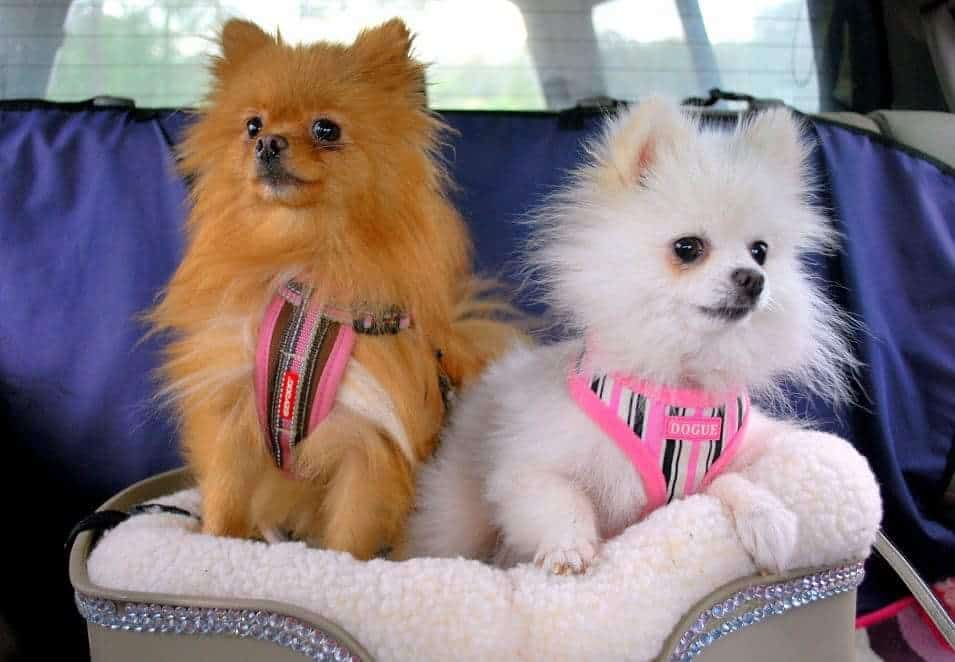 LV Luxury Pomeranian Dog Car Seat – PomPlanet