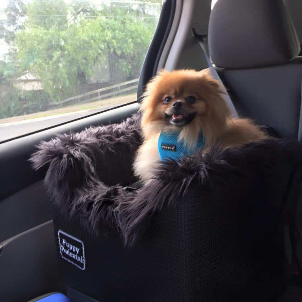 Pomeranian in car seat