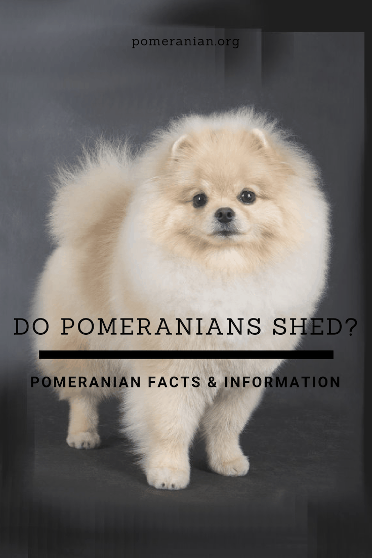 Do Pomeranians Shed