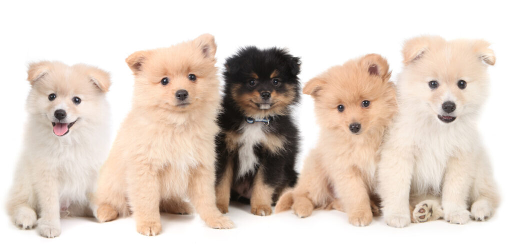 Backyard Breeder Type Pomeranian Puppies