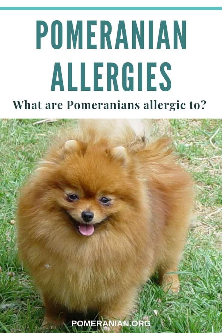 Pomeranian Allergies