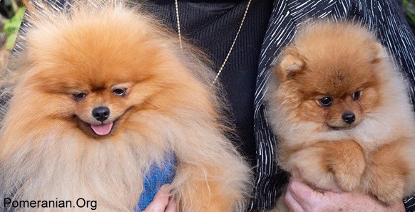 Pomeranian Dogs