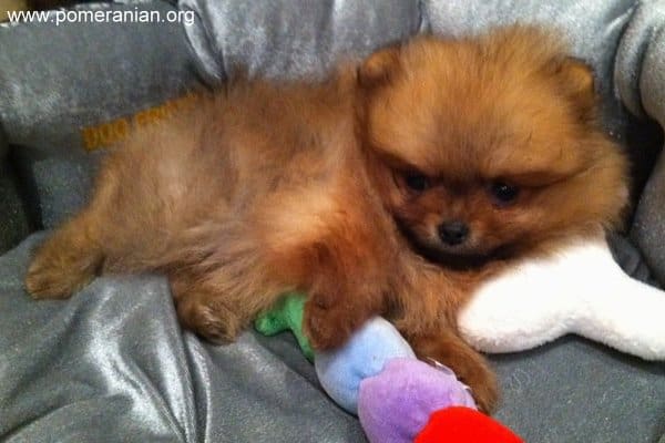 Pomeranian Sleeping Habits