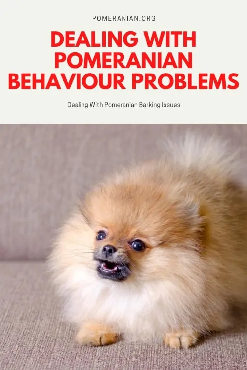 can you train a pomeranian not to bark