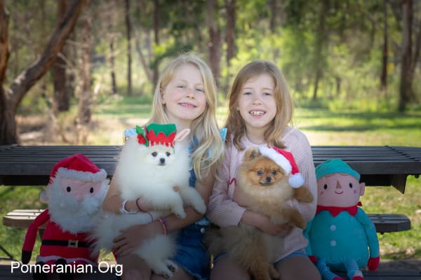 Pomeranian and Kids