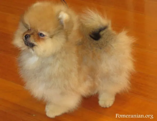 Pomeranian puppy dog