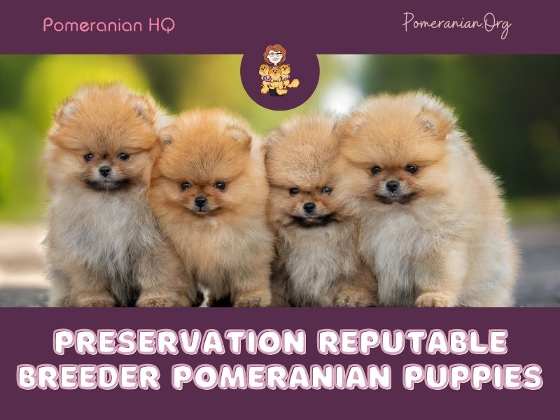 Preservation Reputable Breeder Bred Pomeranian Puppies