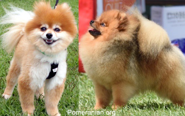 Purebred best sale pomeranian puppy