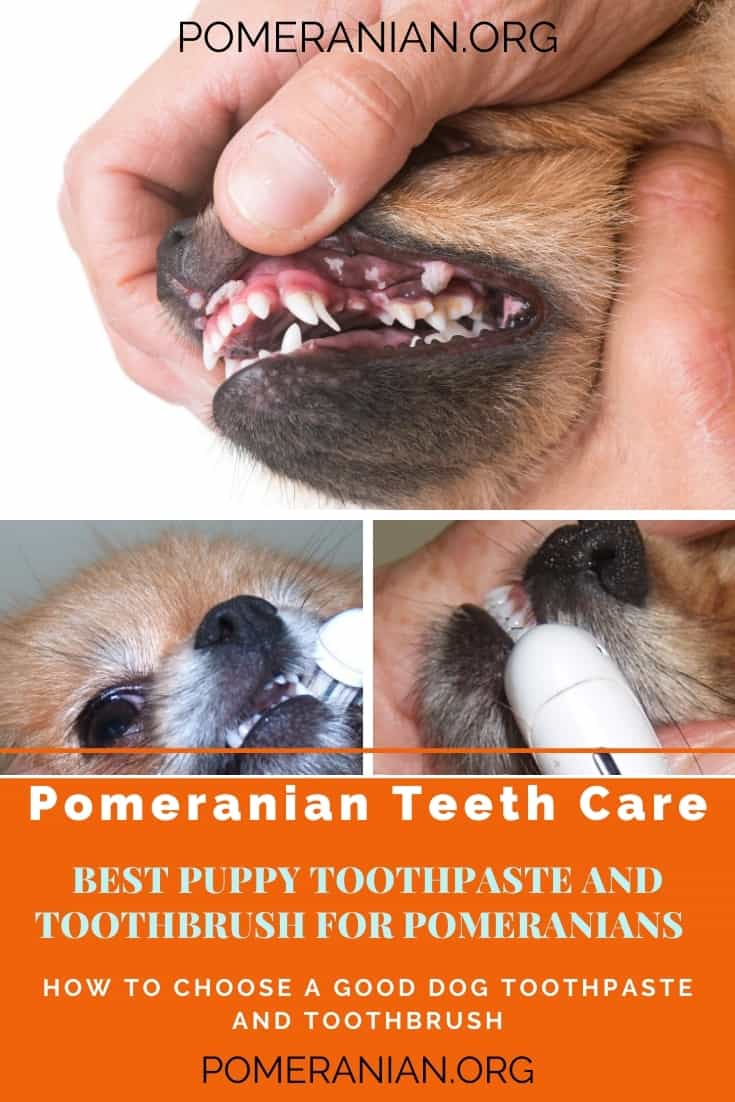 Best dog toothpaste and toothbrush for Pomeranians