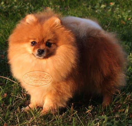 Pomeranian dog