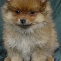 pomeranian puppy