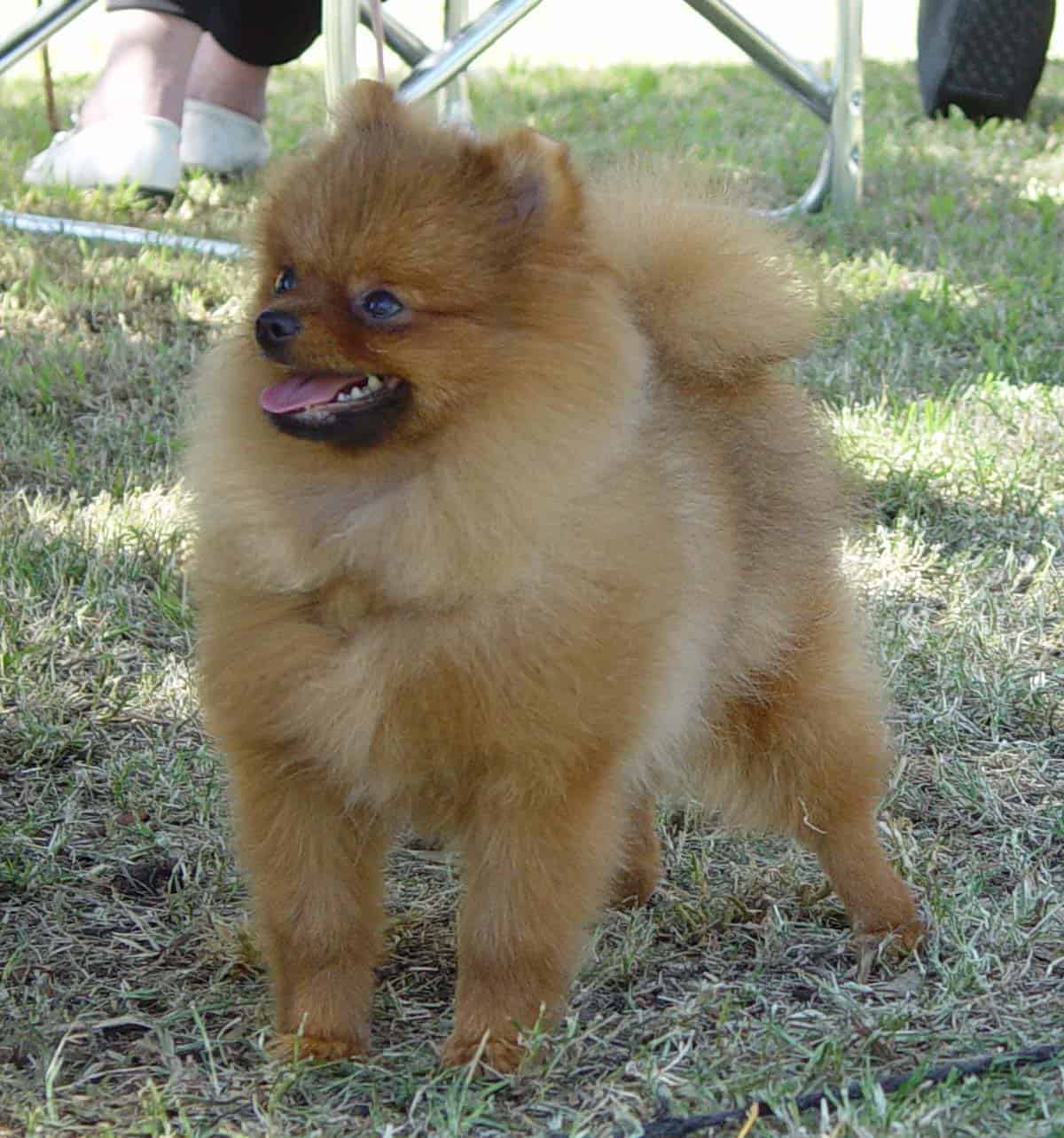 problems with pomeranians dealing with pom behavioural problems pomeranian information and facts problems with pomeranians dealing with pom behavioural problems pomeranian information and facts