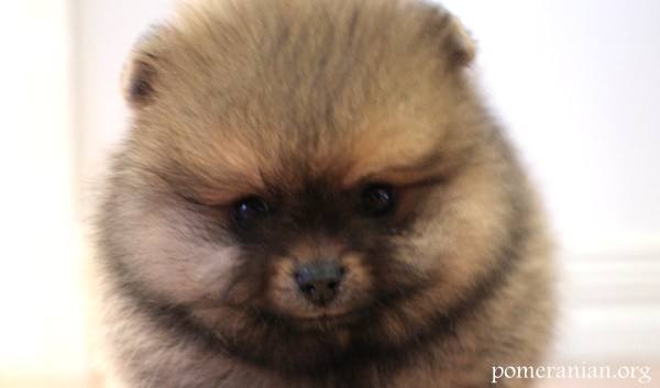 Pomeranian puppy