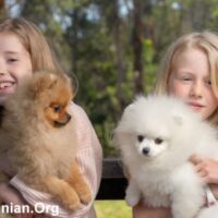 Pomeranian with kids