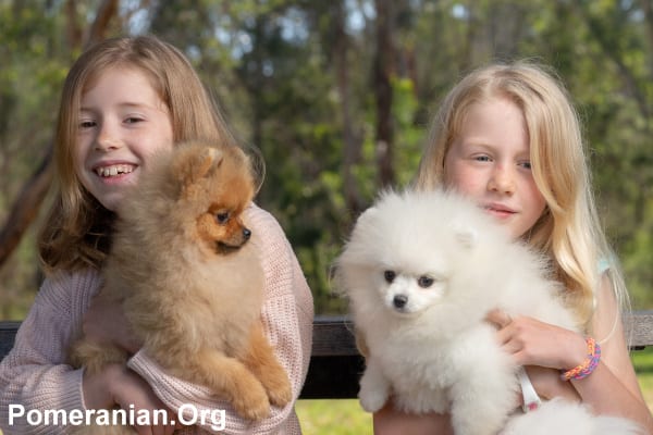 Pomeranian with kids