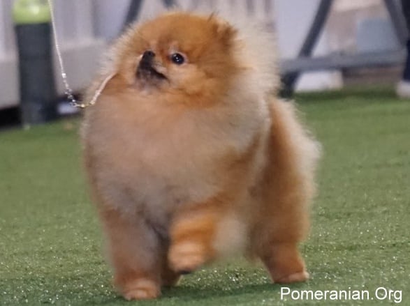 white pomeranian spitz