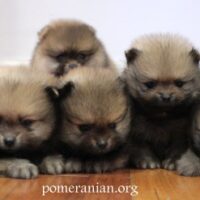 Pomeranian puppies