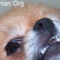 best dog toothpaste and toothbrush for Pomeranians