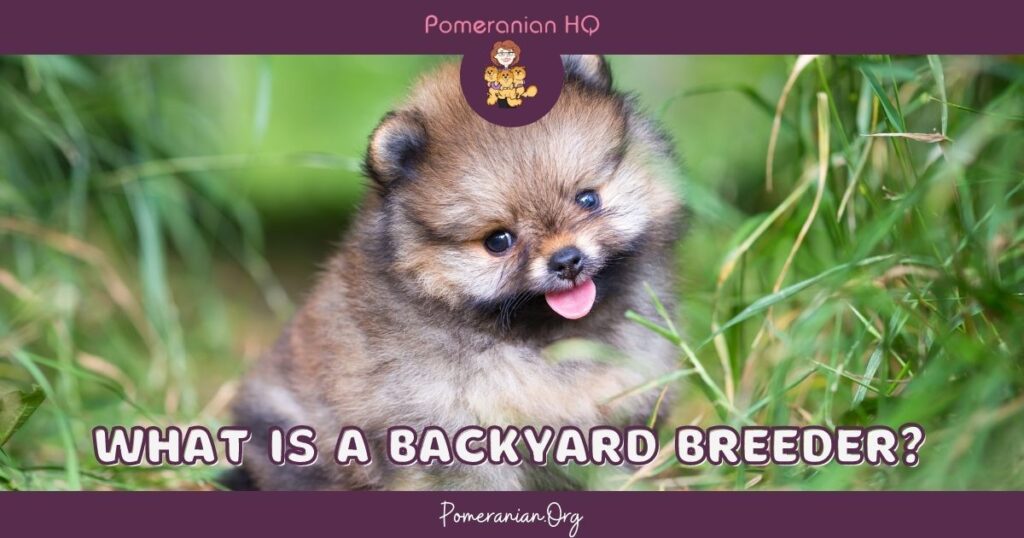 what is a backyard breeder