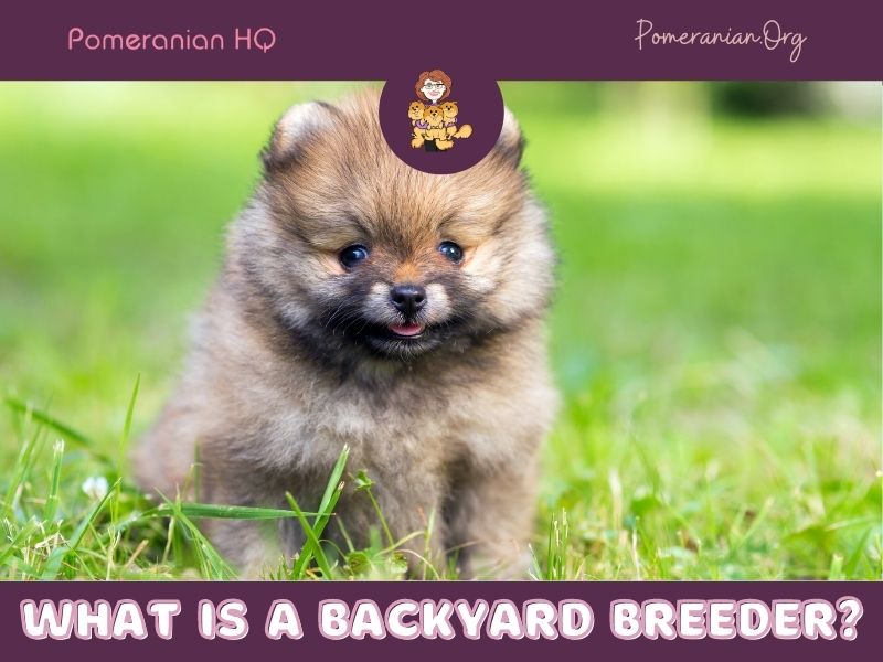 What is a Backyard Breeder?