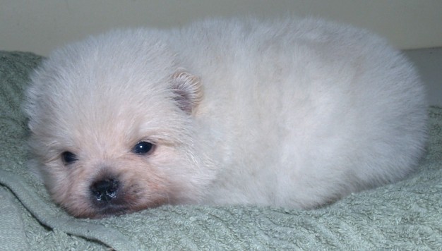 Understanding The Sleeping Habits Of Your Pomeranian