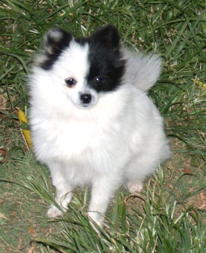 Pomeranian dog