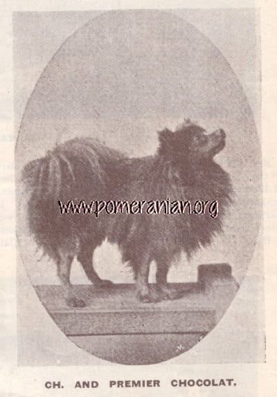 Chocolat owned by Mrs Harcourt Clare