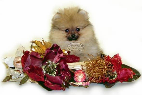 Pomeranian puppy