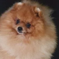 pomeranian dog