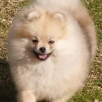 Pomeranian