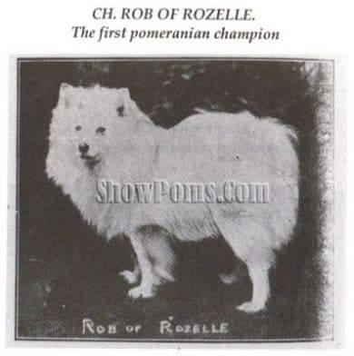 Mrs Hamilton's White Pomeranian Champion.
