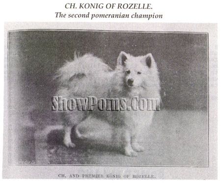 normal_spthesecondpomeranianchampion