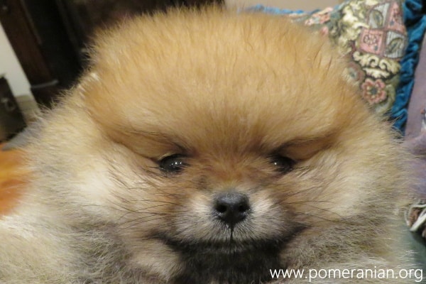 Pomeranian itching 2024 and scratching