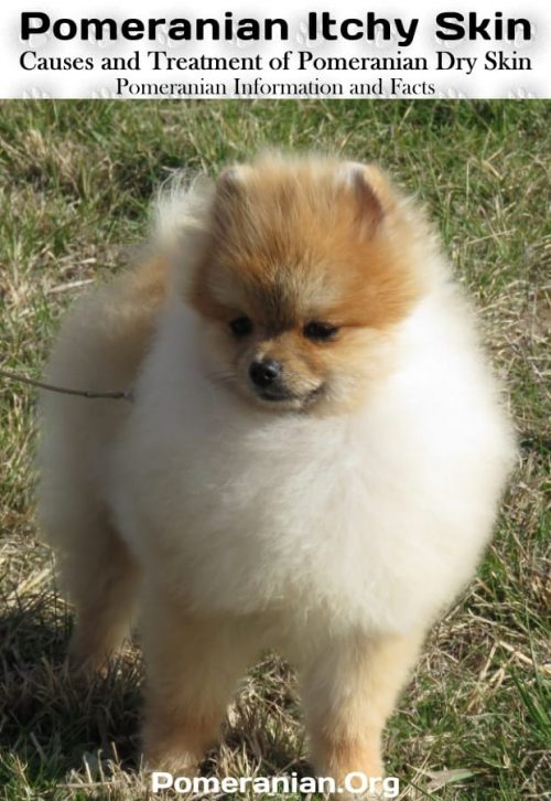 Pomeranian Itchy Skin