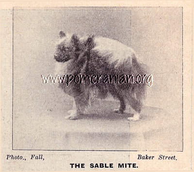 Pomeranian The Sable Mite