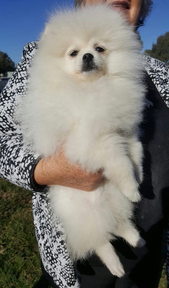 White Pomeranian