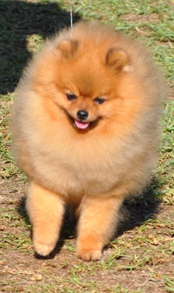  Pomeranian dog